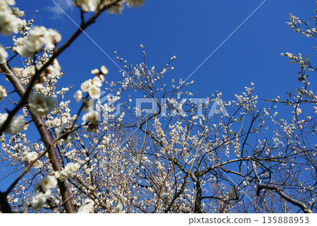 在藍天的白色李子開花 在藍天的白色李子開花 135888953