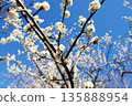 White plum blossoms in blue sky 135888954