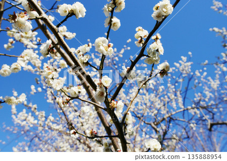 在藍天的白色李子開花 135888954