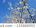 White plum blossoms in blue sky 135888955