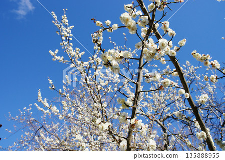 White plum blossoms in blue sky 135888955