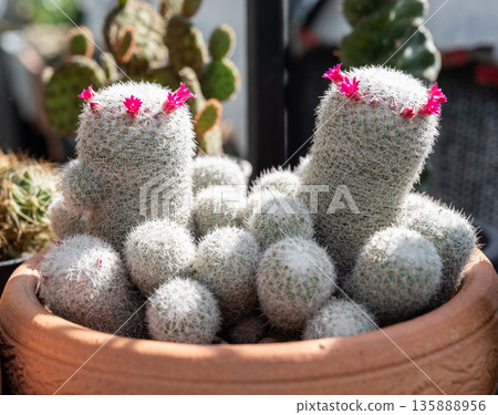 A pot of Mammillaria geminispina with flowers blooming. Mammillaria geminispina is a fairly easy plant to grow, it doesn't require any special treatment, but needs as much light as possible. 135888956