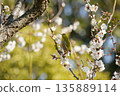 Mejiro on plum blossoms 135889114
