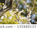 Mejiro on plum blossoms 135889133