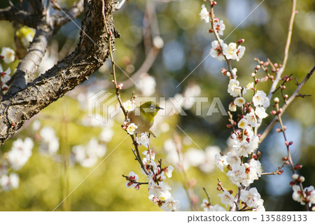 Mejiro on plum blossoms 135889133