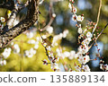 Mejiro on plum blossoms 135889134