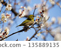 Mejiro on plum blossoms 135889135