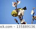 Mejiro on plum blossoms 135889136