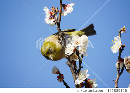 梅花在梅花上 135889136