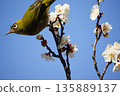 Mejiro on plum blossoms 135889137