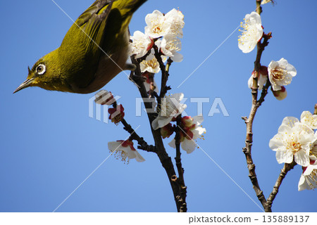 梅花在梅花上 梅花在梅花上 135889137