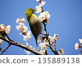 Mejiro on plum blossoms 135889138