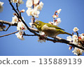 Mejiro on plum blossoms 135889139