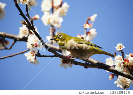 梅花在梅花上 135889139