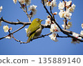 Mejiro on plum blossoms 135889140