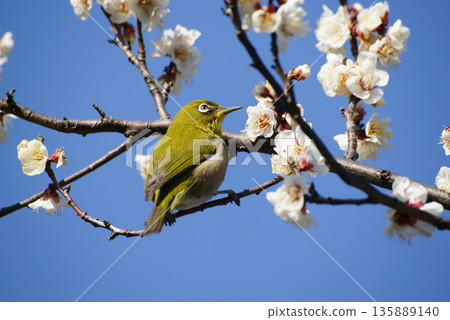 梅花在梅花上 梅花在梅花上 135889140