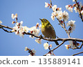 Mejiro on plum blossoms 135889141