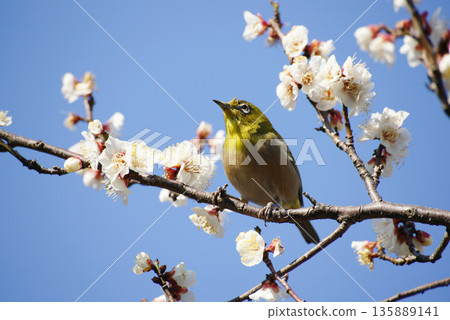 梅花在梅花上 梅花在梅花上 135889141