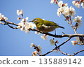 Mejiro on plum blossoms 135889142