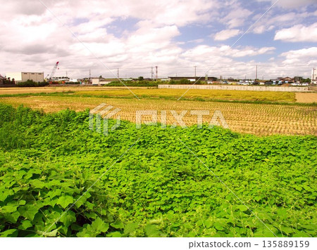 Autumn morning scenery of Kanda and iris growing on the bank of an irrigation channel Autumn morning scenery of Kanda and iris growing on the bank of an irrigation channel 135889159