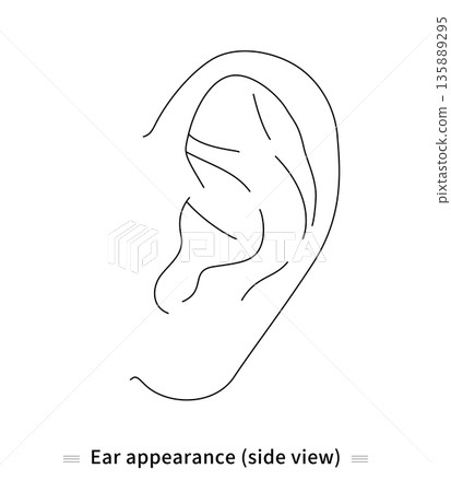 Ear line drawing vector 135889295