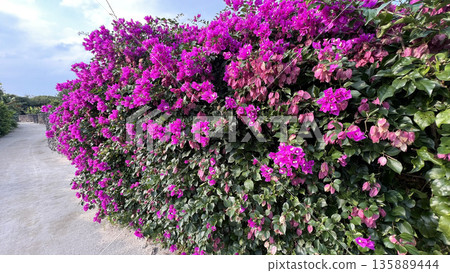 Bougainvillea flowers in Taketomijima Bougainvillea flowers in Taketomijima 135889444