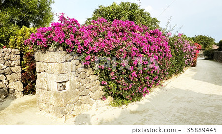 竹富島的九重葛花 竹富島的九重葛花 135889445