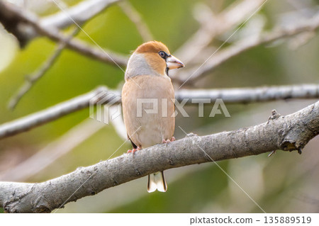 Shime棲息在樹枝上 135889519