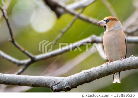 棲息在樹枝上的希姆 - 留白 135889520