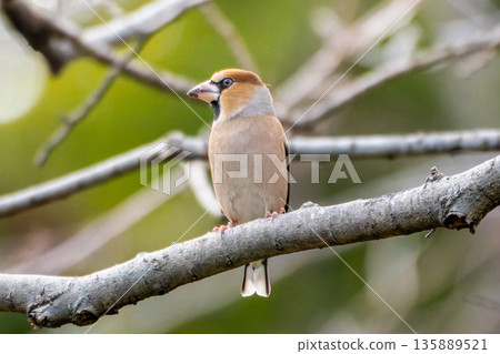 Shime perching on a branch 135889521