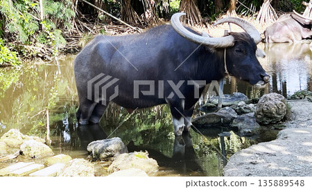 Water buffalo and cart Water buffalo and cart 135889548