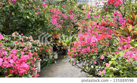 尤布島的三角梅花園 尤布島的三角梅花園 135889596