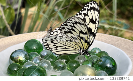 由布島，長燕之蝶 135889741