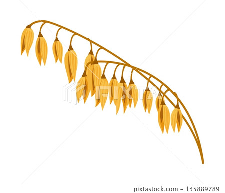 Cartoon oat spikelet with hanging oat ears and curved stem. Vector cereal plant, grain crop for oatmeal and healthy food. Agricultural oat ear, isolated natural farming product for breakfast or bread 135889789