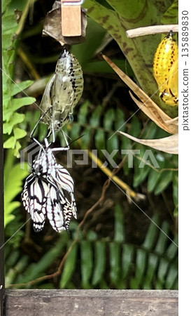 新羽化的蝴蝶 新羽化的蝴蝶 135889830