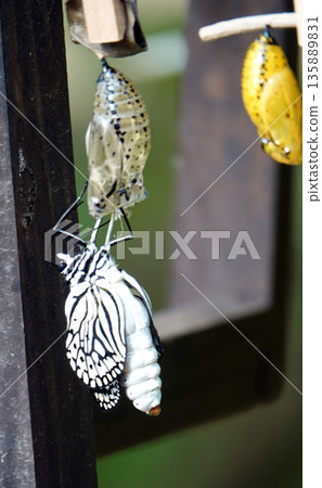 新羽化的蝴蝶 新羽化的蝴蝶 135889831