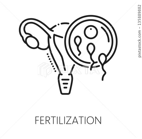 Fertilization gynecology, pregnancy healthcare line icon. Reproductive medicine lineart symbol, gynecology procedure healthcare vector icon. Pregnancy fertilization outline sign with sperms and uterus Fertilization gynecology, pregnancy healthcare line icon. Reproductive medicine lineart symbol, gynecology procedure healthcare vector icon. Pregnancy fertilization outline sign with sperms and uterus 135889882