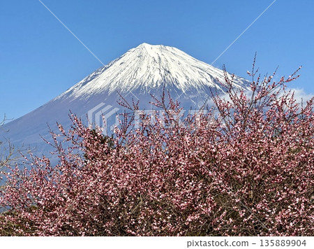 Vivid plum blossoms and Mt. Fuji Vivid plum blossoms and Mt. Fuji 135889904