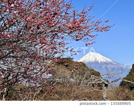 梅花和富士山 135889905