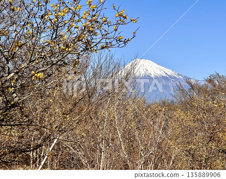冬青樹和富士山 135889906