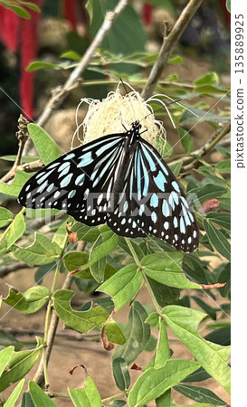 Ryukyu Chestnut Butterfly on Iriomote Island Ryukyu Chestnut Butterfly on Iriomote Island 135889925