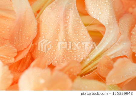 Macro photography of orange carnation petals wet with water 07 Macro photography of orange carnation petals wet with water 07 135889948