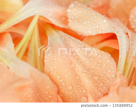 Macro photography of orange carnation petals in water 11 135889952