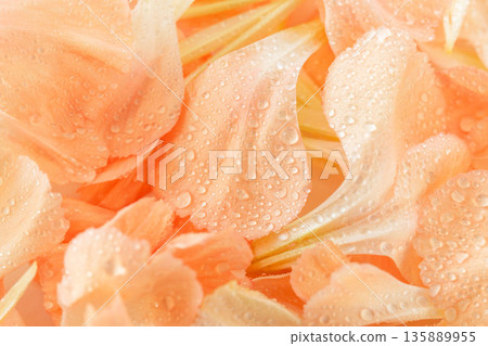 Macro photography of orange carnation petals in water 14 135889955