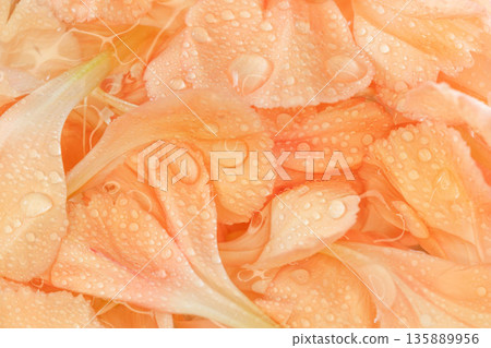 Macro shot of orange carnation petals in water 15 135889956