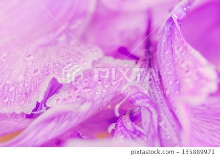 濕潤的紫色康乃馨花瓣微距攝影 03 135889971