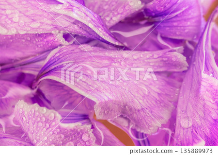 濕潤的紫色康乃馨花瓣微距攝影 05 135889973