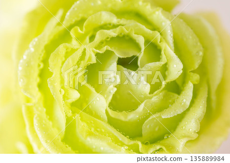 Macro photography of green carnation flowers with water droplets 02 Macro photography of green carnation flowers with water droplets 02 135889984