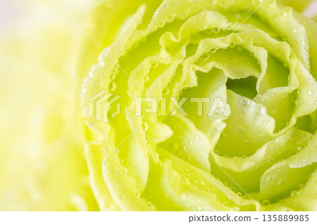 Macro photography of green carnation flowers with water droplets 03 Macro photography of green carnation flowers with water droplets 03 135889985