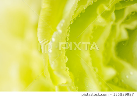 綠色康乃馨花朵微距攝影,花朵上掛著水滴 05 綠色康乃馨花朵微距攝影,花朵上掛著水滴 05 135889987